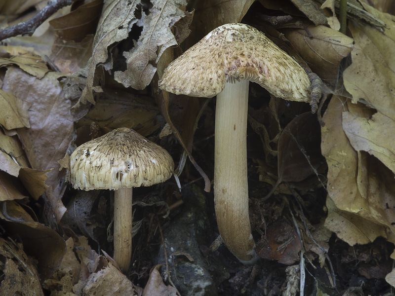 Inocybe erinaceomorpha